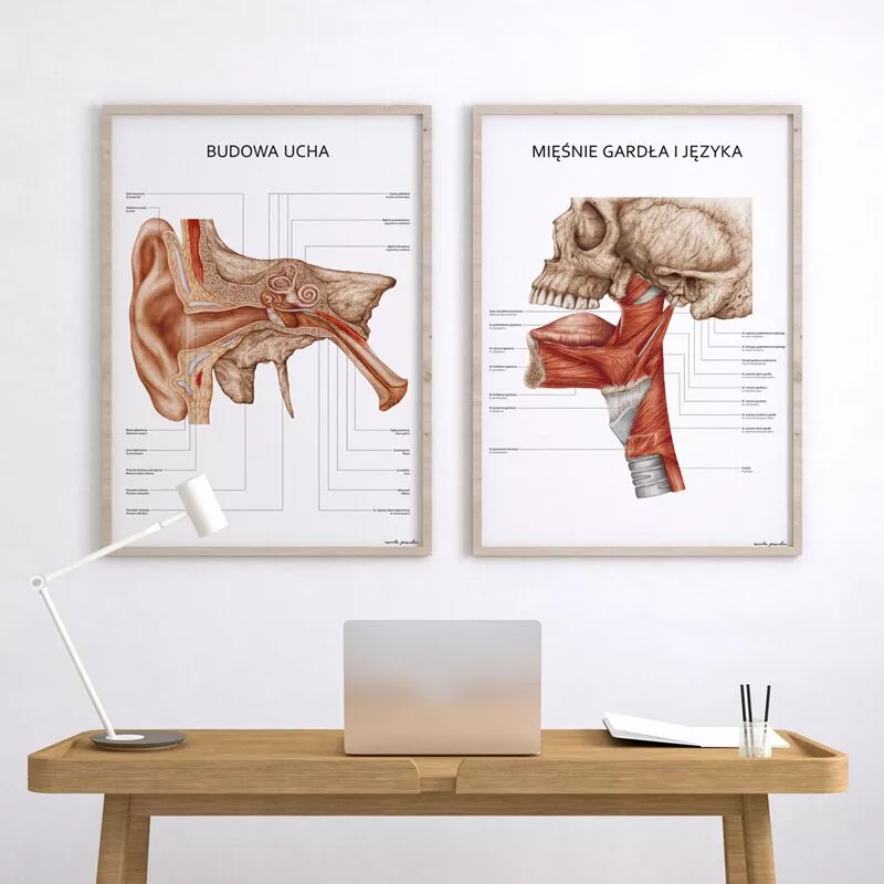 plakaty anatomia ucha i gardła