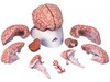 Model mózgu z tętnicami 9-częściowy C20