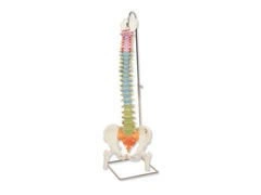 Kręgosłup dydaktyczny z kikutami A58/9