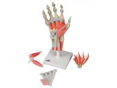 Model szkieletu ręki z więzadłami i mięśniami M33/1