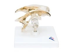 Model układu komorowego mózgu VH410