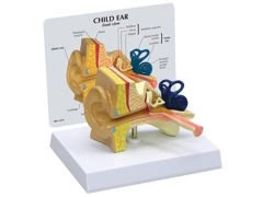 Model ucha dziecięcego 1019528