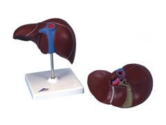 Model wątroby z pęcherzykami żółciowymi K25