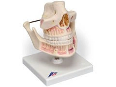 Model uzębienia dorosłego człowieka VE281