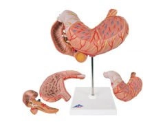 Model żołądka z dwunastnicą i trzustką K16