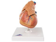 Model serca z grasicą, 3-częściowy G08/1
