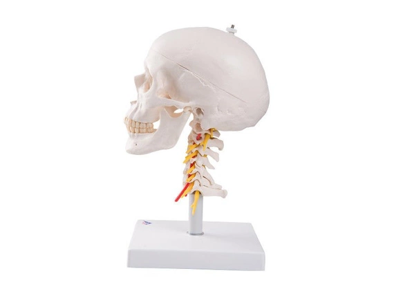 Klasyczny model czaszki z kręgami szyjnymi 4-częściowy A20/1