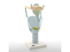 Funkcjonalny model krtani VC219