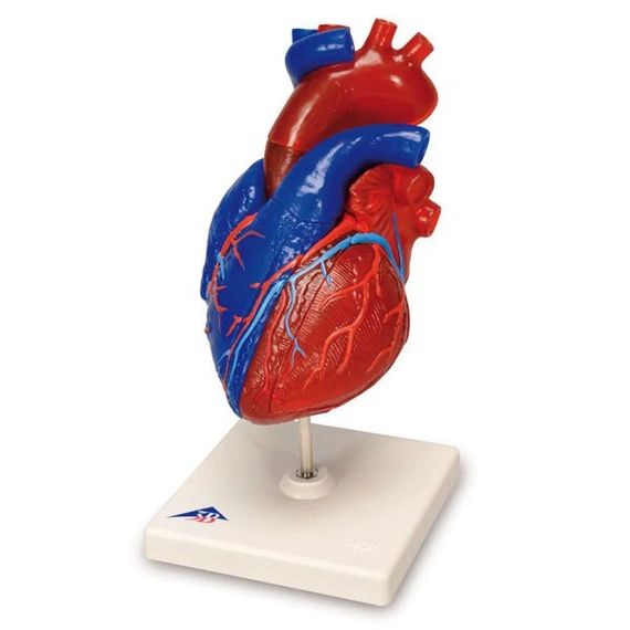 Model serca 5-częściowy G01/1