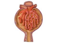 Ciałko nerkowe K10/2