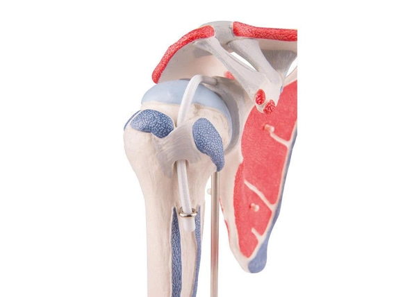 Model stawu ramiennego z mankietem rotatorów A880 (5 elementów)