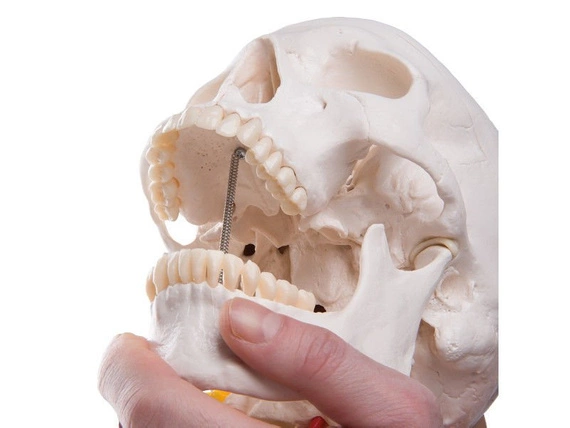 Klasyczny model czaszki z kręgami szyjnymi 4-częściowy A20/1