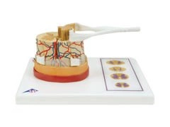 Model rdzenia kręgowego C41