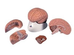 Model mózgu 4-częściowy C16