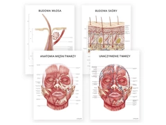 Plakat Anatomia Piękna - komplet 4szt.