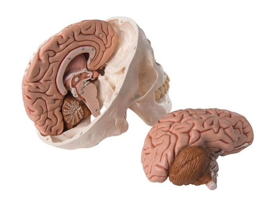 Klasyczny model czaszki z mózgiem A20/9