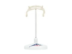 Model kości gnykowej A71/9