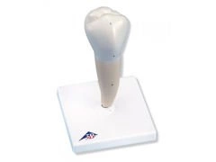 Model dolnego przedtrzonowca z korzeniem D10/3