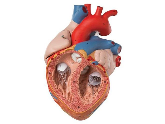 Powiększony model serca 4-częściowy G12