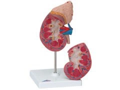 Model nerki z nadnerczami 2-częściowy K12