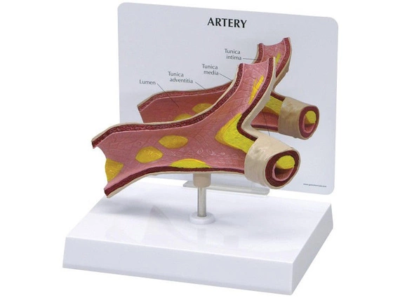 Model tętnicy 1019531