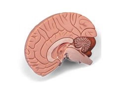 Model mózgu 2-częściowy C15