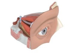 Model oka 12-częściowy VJ500A