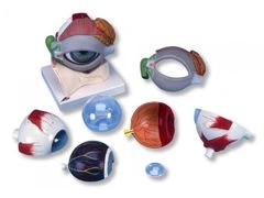 Model oka z narządem łzowym i powieką 8-częściowy F12