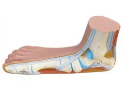 Model stopy z płaskostopiem M31