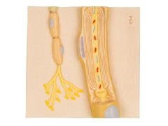 Model komórka Schwanna z PNS C40/3