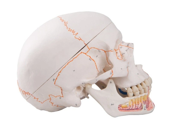 Klasyczny model czaszki z odkrytą żuchwą i zaznaczonymi przyczepami mięśni A22/1