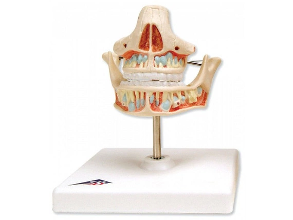 Model uzębienia mlecznego VE282