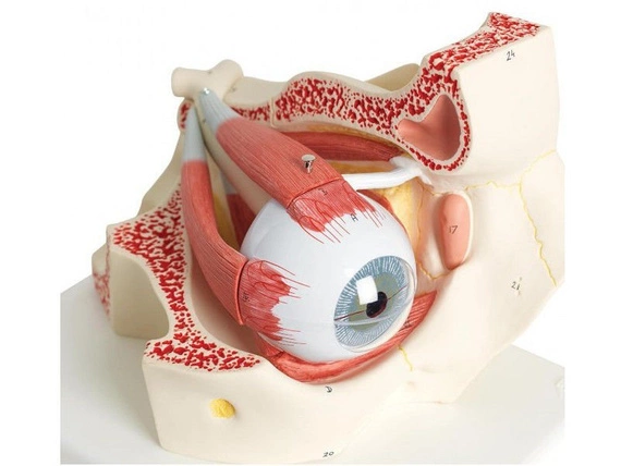 Model oka w oczodole 7-częściowy F13