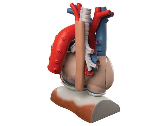 Model serca na przeponie 10-częściowy VD251
