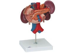 Model organów górnej części brzucha K22/3