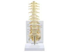 Model kręgosłupa od kręgu T8 do kości krzyżowej 1019508