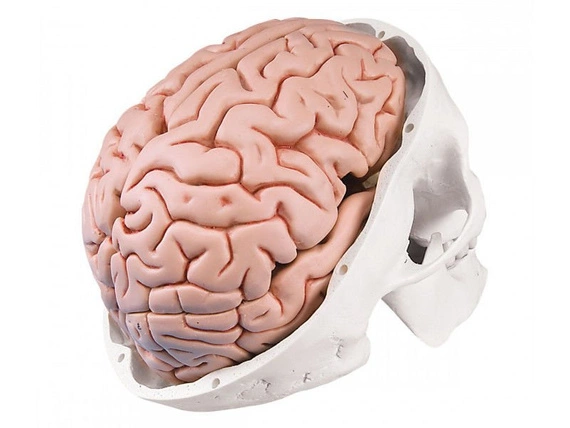 Klasyczny model czaszki z mózgiem A20/9