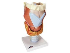 Model krtani 7-częściowy G21