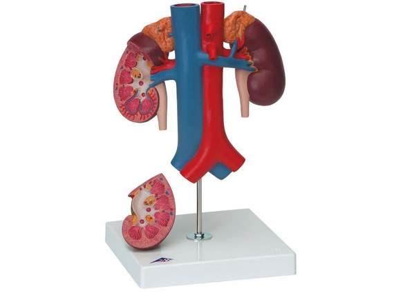 Model organów górnej części brzucha K22/3