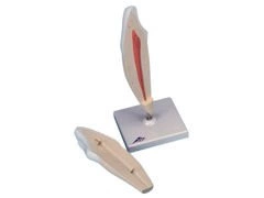 Model dolnego kła 2-częściowy D10/2