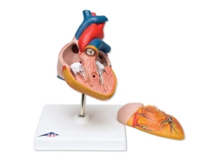 Model klasyczny serca 2-częściowy G08