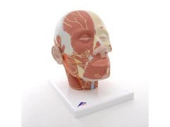 Model głowy z układem mięśniowym i nerwowym VB129