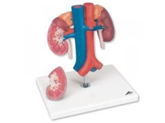 Model nerki z naczyniami K22/1