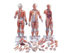 Model mięśniowy dwupłciowy B55