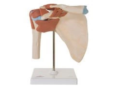 Model stawu ramieniowego Deluxe A80/1