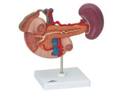 Model tylnych organów górnej części brzucha K22