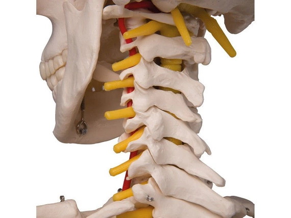 Ruchomy model 3D szkieletu Fred A15