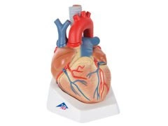 Model serca 7-częściowy VD253