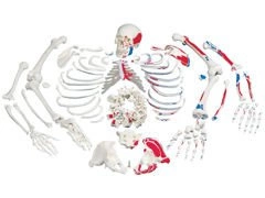 Rozmontowany szkielet z pomalowanymi mięśniami i 3-częściową czaszką A05/2