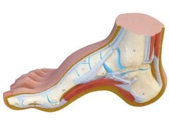 Model stopy wydrążonej M32